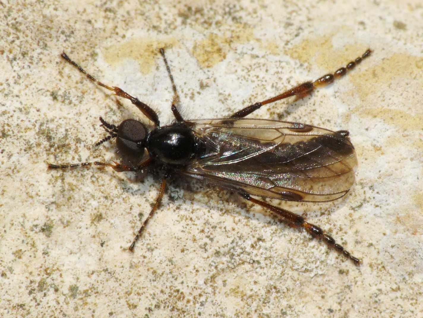 Bibio femoralis (Bibionidae), maschio